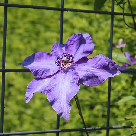 Di'mami House Avenhorn