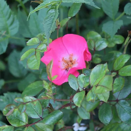 Di'mami House Chalet