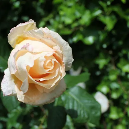 Di'mami House Chalet