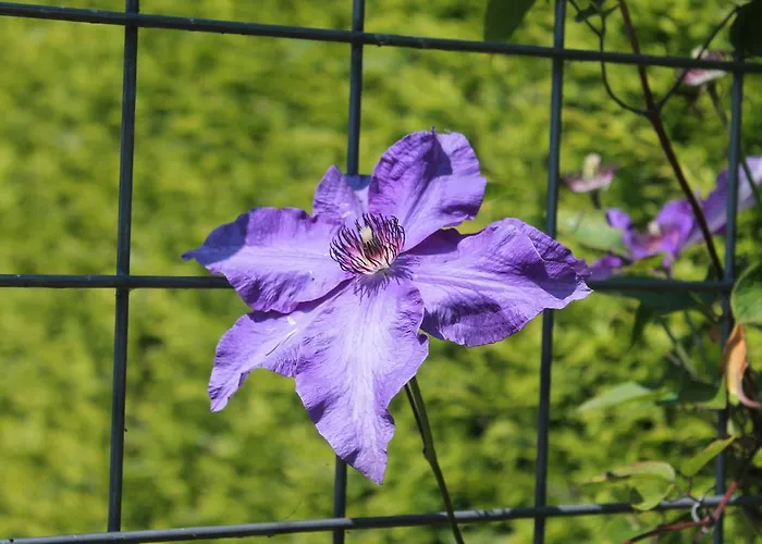 Di'mami House Avenhorn