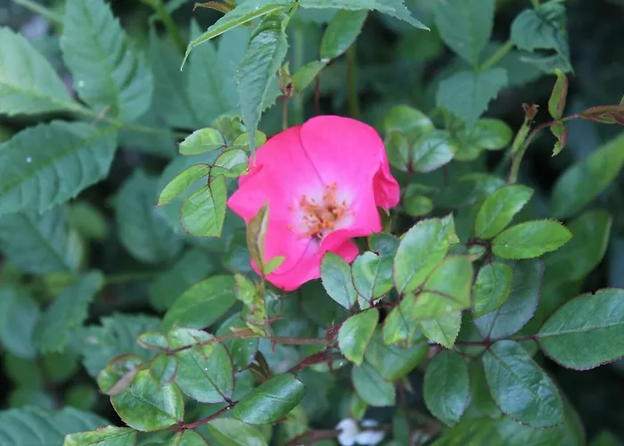 Di'mami House Chalet